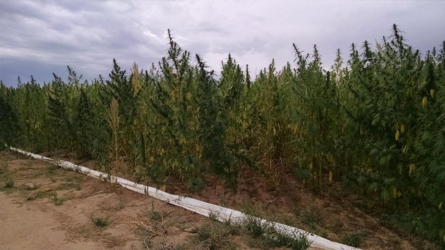 Hemp Field