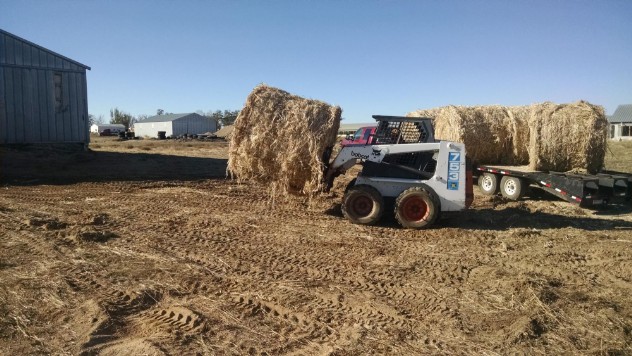 Hemp Harvest 2